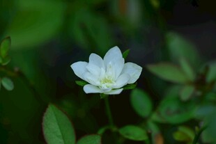 白色小花绽放于绿叶间