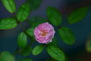 娇艳粉色小花与绿叶