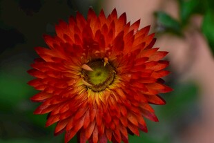 艳丽红色花朵特写