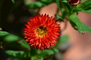 鲜艳红色花朵特写