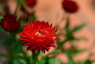 鲜艳红花上的小昆虫