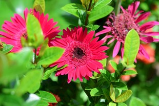 鲜艳玫红花朵与绿叶