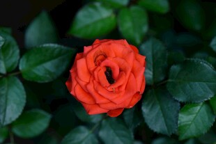 娇艳红玫瑰绽于绿叶间