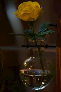 黄玫瑰插于锥形玻璃瓶中