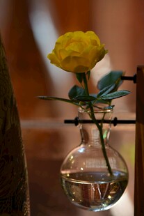 花瓶中绽放的黄色玫瑰