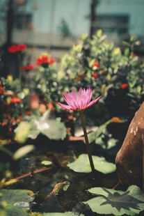 池塘中的娇艳粉色荷花