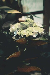 白色绣球花静物特写