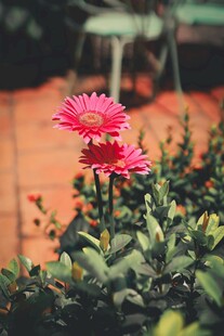 两朵娇艳粉色花朵绽放