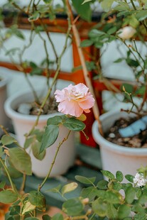 盆栽中的娇艳粉色花朵