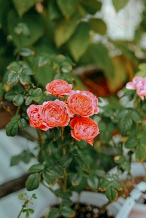 娇艳欲滴的橙红色月季花