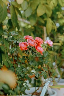 娇艳绽放的粉色月季花