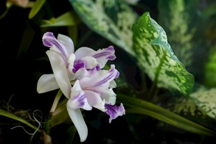 优雅紫白相间兰花特写