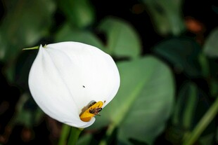 白色马蹄莲特写