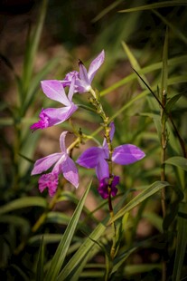 草丛中的美丽紫色兰花