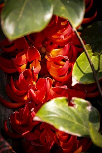 艳丽红花配绿叶