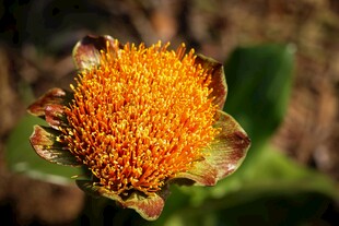 橙色绒球花朵特写