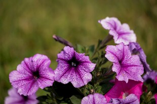 紫色矮牵牛花绽放