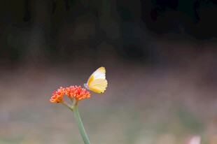 蝴蝶停驻在橙花之上