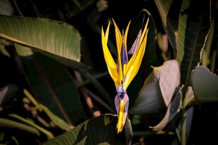 美丽鹤望兰绽放于绿叶间