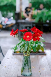花瓶中绽放的鲜艳红花朵