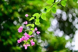 枝头绽放的粉嫩花朵