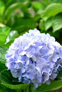 淡紫色绣球花绽放