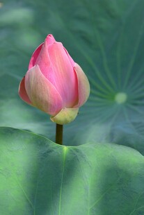 含苞待放的娇艳荷花