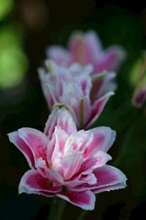 娇艳粉色条纹百合花