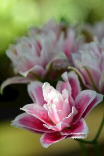 娇艳双色百合花绽放