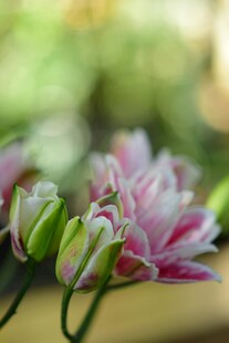 娇艳双色花绽放