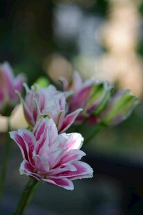 粉白条纹花卉特写