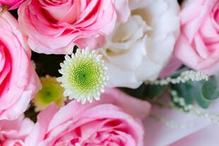 娇艳多彩鲜花特写