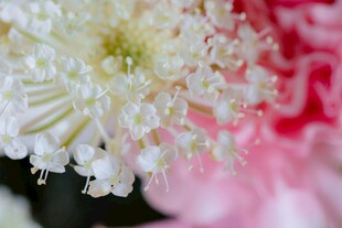 娇艳绽放的多彩菊花