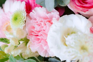 多彩康乃馨绽放的美丽