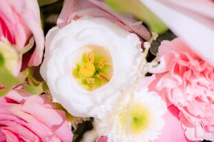 娇艳多彩花卉特写