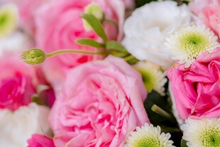 多彩娇艳花卉组合