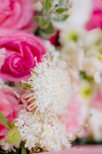 缤纷多彩花卉特写