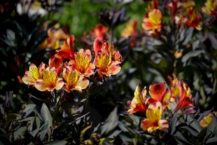 多彩六出花绽放