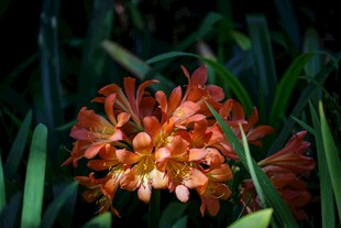 橙红绽放的艳丽花卉