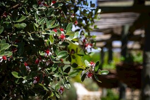 棚架下的繁花绿植