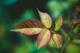 嫩绿带红的新生植物叶片