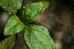 特写 翠绿叶片的细腻纹理