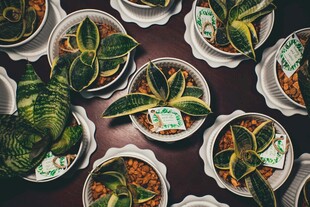 多样盆栽植物展示