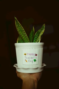 白色花盆中的虎皮兰植物