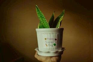 白色花盆中的翠绿芦荟