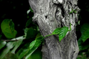 枯木逢春的一抹新绿