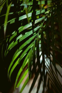 阳光下的翠绿棕榈叶