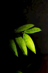 光影下的翠绿叶片