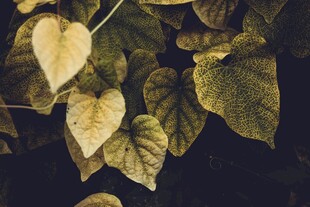 枯黄心形叶片特写