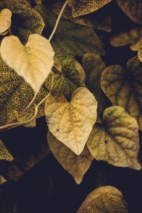 心形黄叶与绿叶交织